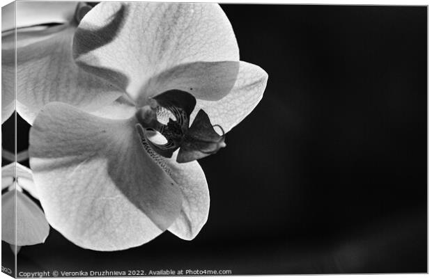 Black and white close up orchid Canvas Print by Veronika Druzhnieva