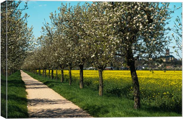 Blossom road Canvas Print by Veronika Druzhnieva