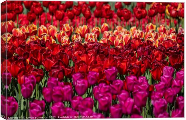 Colourful Tulips Canvas Print by Owen Edmonds
