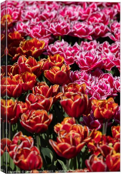 Pink and Orange Tulips Canvas Print by Owen Edmonds