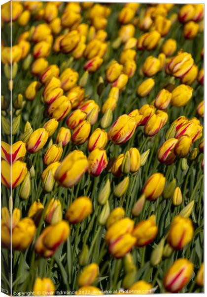 Stunning Yellow and Red Tulips Canvas Print by Owen Edmonds