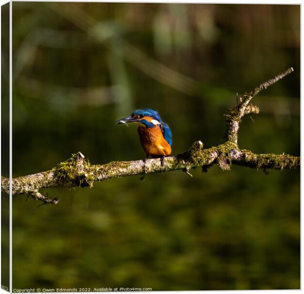A Kingfisher perched on a tree branch Canvas Print by Owen Edmonds