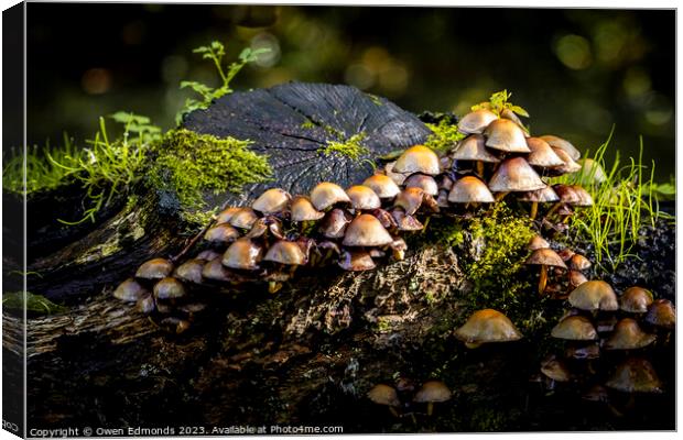 Mushrooms on a Log Canvas Print by Owen Edmonds