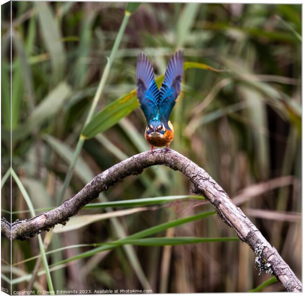 Kingfisher taking flight Canvas Print by Owen Edmonds