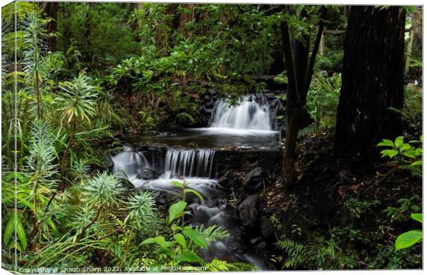 A Rainforest Stream Canvas Print by Shaun Sharp