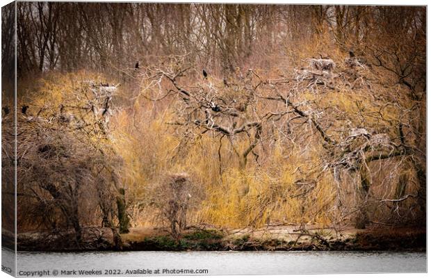  Cormorant's in the Trees.  Canvas Print by Mark Weekes