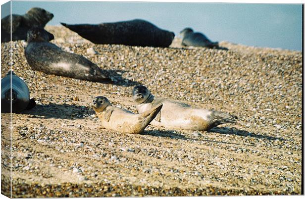 Seals on a Norfolk beach Canvas Print by Gareth Wild