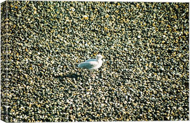 Seagull on a norfolk beach Canvas Print by Gareth Wild