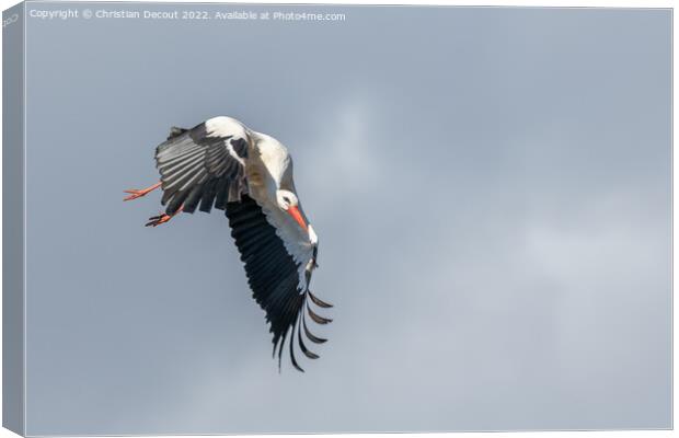 White stork (ciconia ciconia) in flight in a village. Canvas Print by Christian Decout