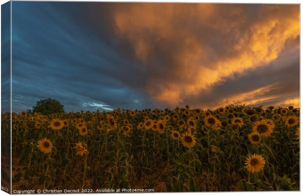 Sunflower fields at stunning sunset in countryside. Canvas Print by Christian Decout