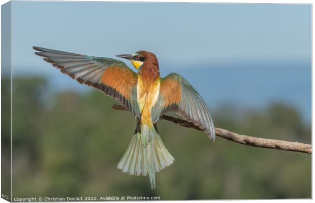 European bee-eater in flight in front of the nesting colony. Canvas Print by Christian Decout