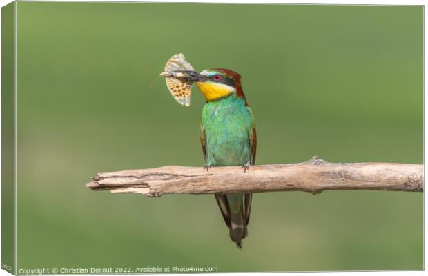 European Bee-eater (Merops apiaster) perched on branch with a butterfly in its beak. Canvas Print by Christian Decout