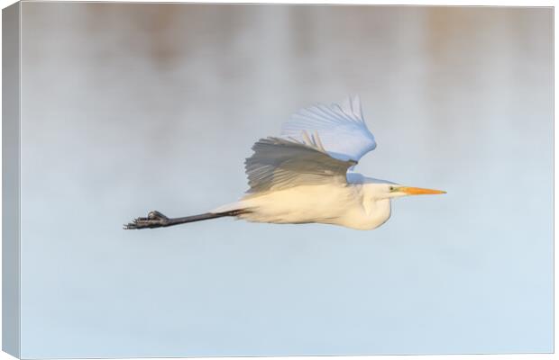 Great egret (Ardea alba) in flight in the sky. Canvas Print by Christian Decout