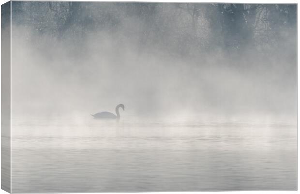 Mute swan (Cygnus olor) silhouette in the morning mist on the water of a lake. Canvas Print by Christian Decout