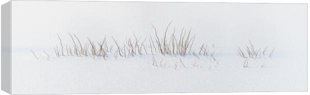 Vegetation caught in the ice in the swamps. Canvas Print by Christian Decout
