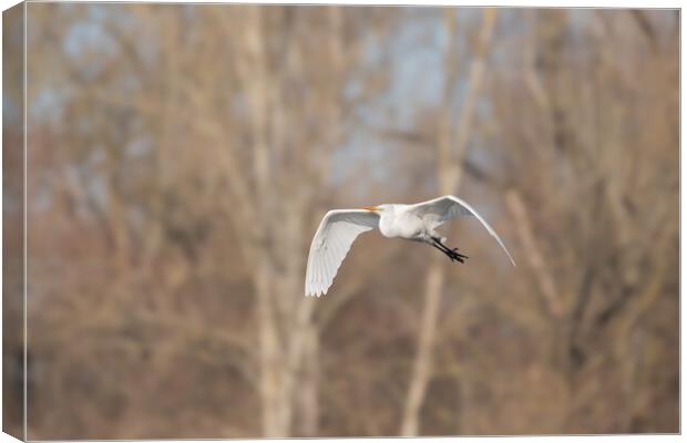 Great egret (Ardea alba) in flight in the sky Canvas Print by Christian Decout