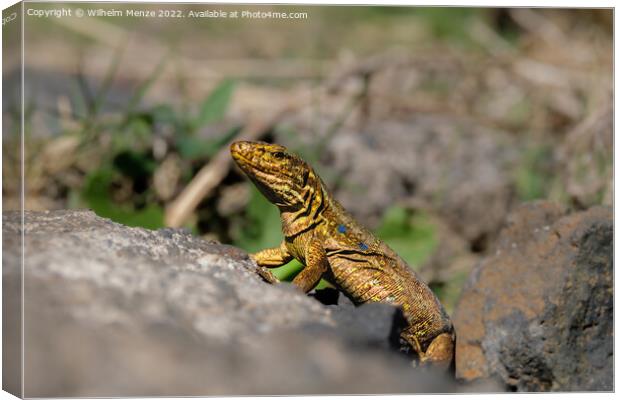 Portrait of a Canary Island lizard on the Canary I Canvas Print by Wilhelm Menze