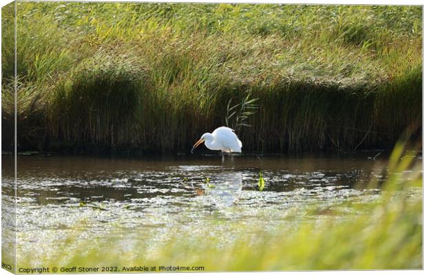 Large white egret fishing Canvas Print by Geoff Stoner