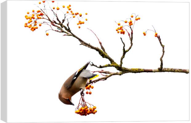 Waxwing Canvas Print by PHIL CROUCHER