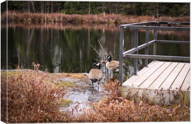Canadian Geese  Canvas Print by Craig Weltz