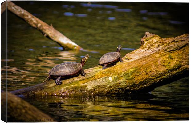 2 Turtles on a log Canvas Print by Craig Weltz