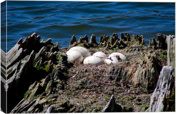 Canadian Goose Eggs Canvas Print by Craig Weltz