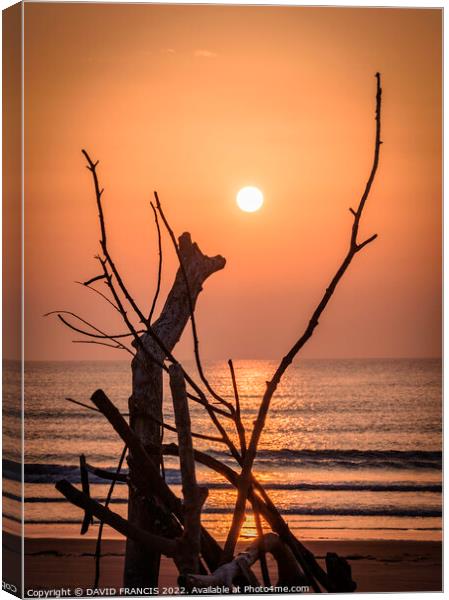 Serenity of St Cyrus Canvas Print by DAVID FRANCIS