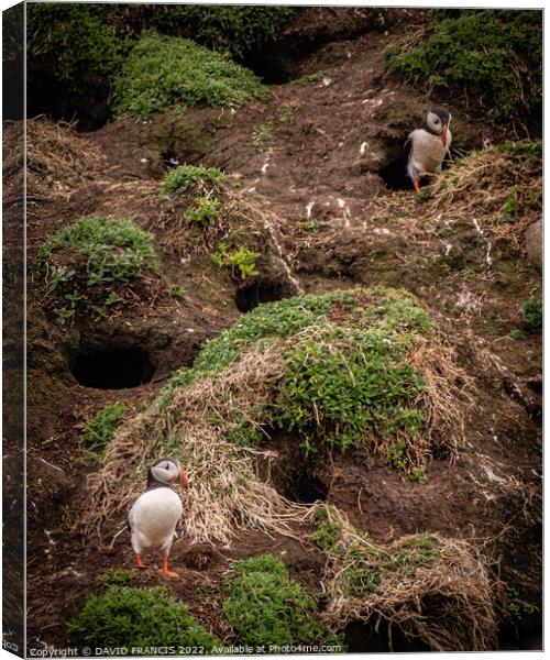 Majestic Puffins on the Isle of May Canvas Print by DAVID FRANCIS