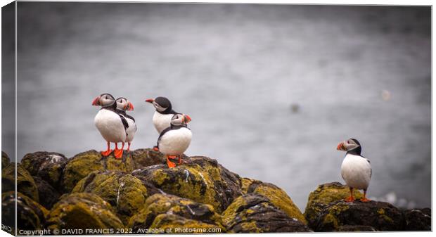 Adorable Juvenile Puffins Stand Tall on Scottish R Canvas Print by DAVID FRANCIS