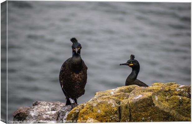 Majestic Shags on the Isle of May Canvas Print by DAVID FRANCIS