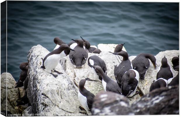 The Majestic Guillemots of Isle of May Canvas Print by DAVID FRANCIS
