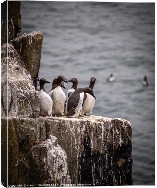 Spectacled Guillemots Share a Ledge Canvas Print by DAVID FRANCIS