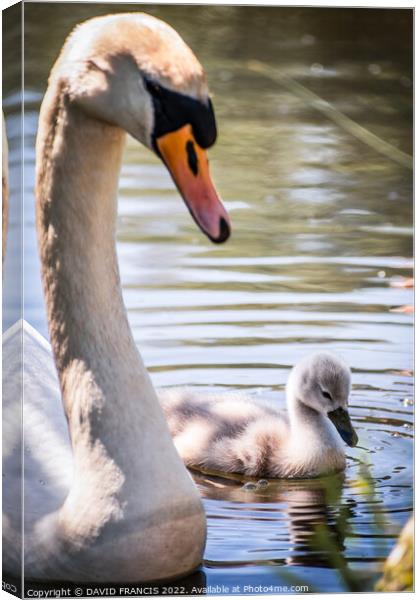 Majestic Mute Swan Protecting Cygnet Canvas Print by DAVID FRANCIS
