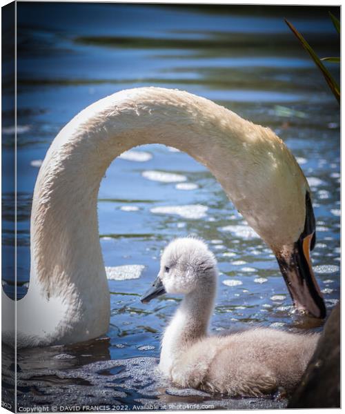 Graceful Mute Swan and Cygnet Canvas Print by DAVID FRANCIS