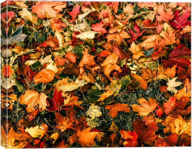 Kaleidoscope of Autumn Leaves Canvas Print by DAVID FRANCIS