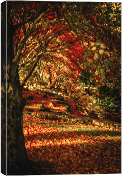Captivating Autumn Reflections Canvas Print by DAVID FRANCIS