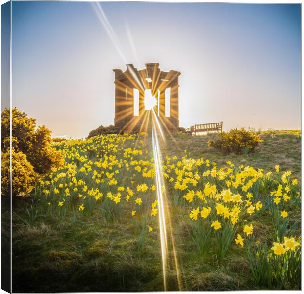 Golden Explosion of Spring Canvas Print by DAVID FRANCIS