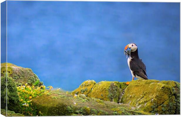 Atlantic Puffin with a catch of sand eels Canvas Print by DAVID FRANCIS