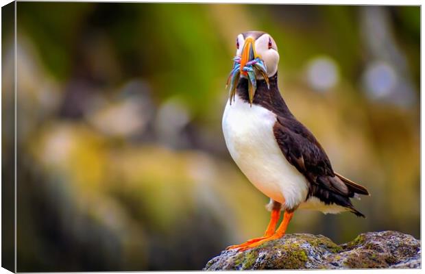 Amazing Puffin with a colourful catch of Sand Eels Canvas Print by DAVID FRANCIS