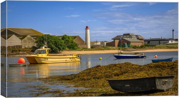Small Boats in Montrose Harbour Canvas Print by DAVID FRANCIS
