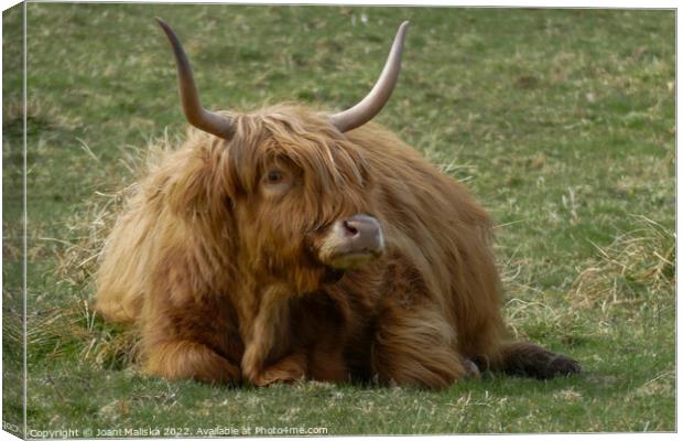 A highland cow sitting in the grass Canvas Print by Joani Maliska