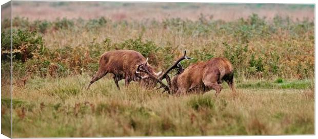 two red deer stags rutting  Canvas Print by Anthony miners