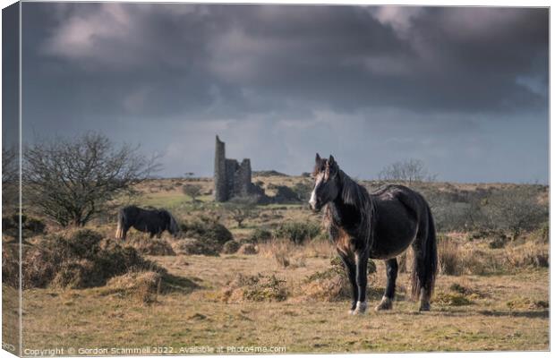 Wild Bodmin Ponies grazing and roaming on Bodmin M Canvas Print by Gordon Scammell