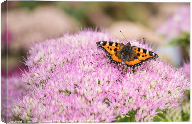 A Tortoiseshell Butterfly Aglais urtica feeding on Canvas Print by Gordon Scammell