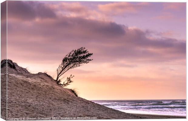 Evening light over a small windblown tree growing  Canvas Print by Gordon Scammell