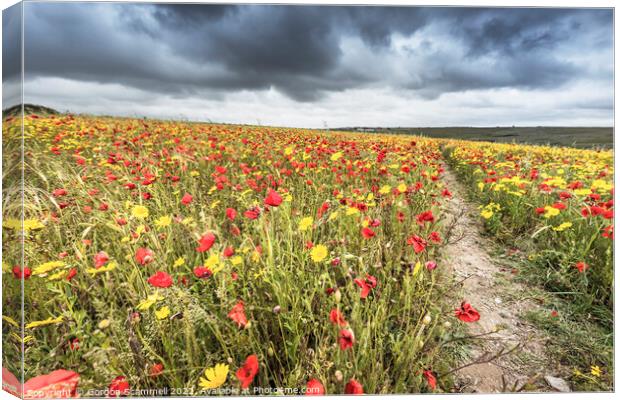 The spectacular poppy and corn marigold fields on  Canvas Print by Gordon Scammell