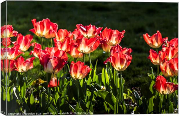 Red Tulips. Canvas Print by Gordon Scammell