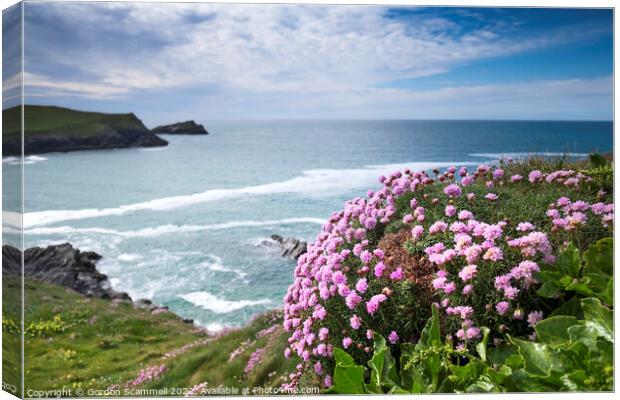 Sea Thrift growing on the coast at Polly Joke in C Canvas Print by Gordon Scammell