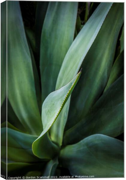 Aloe vera plant. Canvas Print by Gordon Scammell