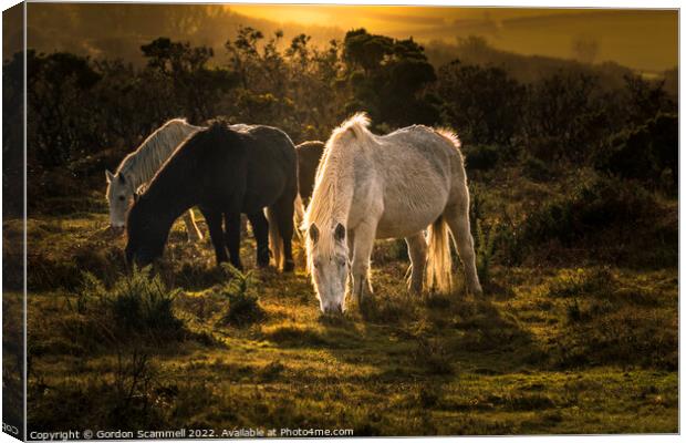 Wild Bodmin Moor Ponies grazing at the end of the  Canvas Print by Gordon Scammell